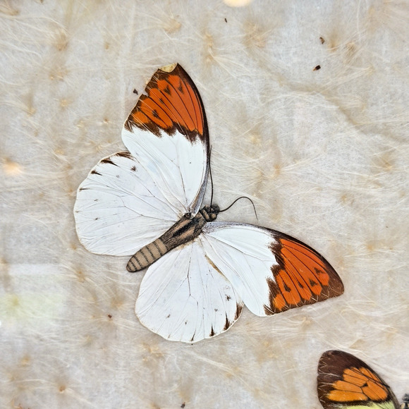 Vintage Antique Pressed Real Butterfly Tray Framed Botanicals 14.5" x 11" - Picture 3 of 16